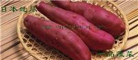 山东板栗红薯苗-板栗红薯种薯-板栗红薯商品薯