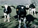 中国奶牛价格 奶牛较新销售价格 奶牛行情 山西奶牛价格 河北奶牛价格
