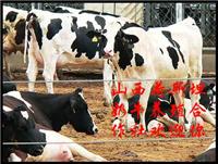 高产奶牛 奶牛价格 奶牛养殖 种牛牧场