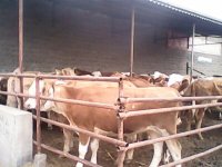 畜牧局国营奶牛场=高产奶牛 奶牛价格 奶牛养殖 奶牛崽 较新奶牛价格