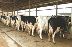 国营奶牛场=奶牛价格 奶牛犊价格 奶牛行情 奶牛市场价格 奶牛较新销售价格