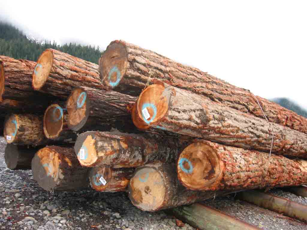 原木木方中国香港进口报关代理,印茄木木材进口代理,简状非洲楝木专业进口代理操作