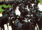 全国较大的肉牛养殖合作社