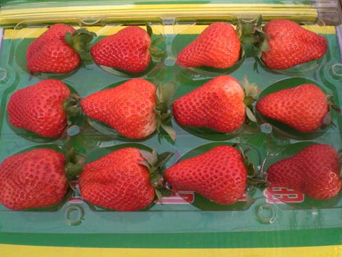 供应河北鲜草莓 河北鲜草莓价格 北京鲜草莓 天津鲜草莓