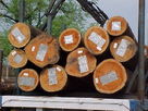 黄埔港木材进口、南沙港木材进口报关费用、木材进口报关手续、木材进口流程
