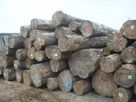 榉木进口报关手续：欧洲榉木板材进口报关代理|榉木原木进口报关|榉木板材进口商检
