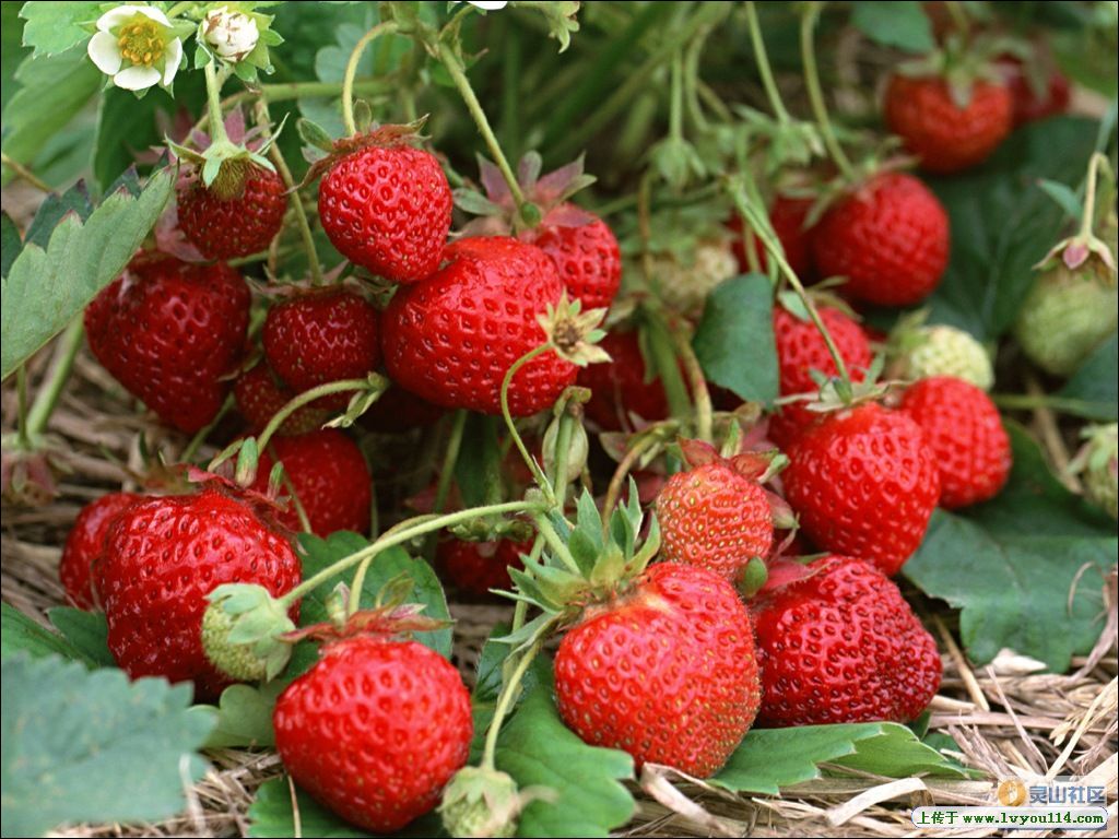 供应草莓苗|优质草莓苗