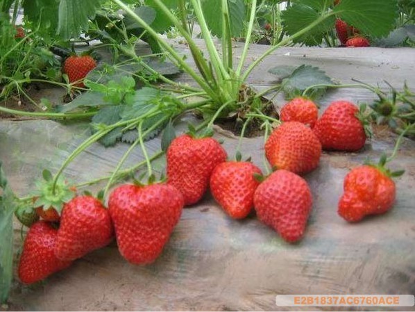 供应草莓苗|草莓苗|草莓苗|草莓苗|草莓苗