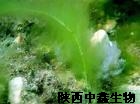 海藻提取物中鑫生物现货海藻提取物低价抛售欢迎洽谈
