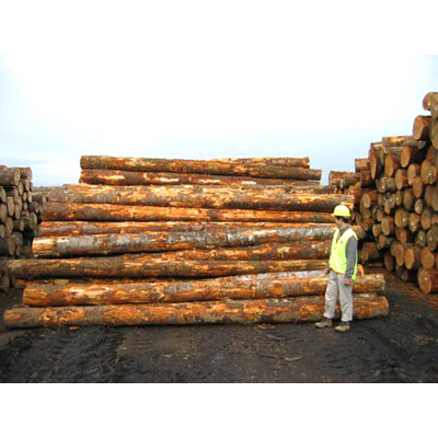 供应澳大利亚原木木材进口清关代理