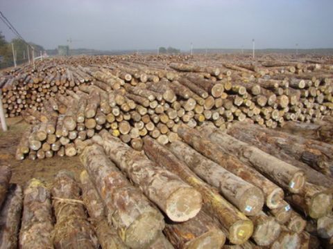 越南小叶紫檀 越南大红酸枝原木进口清关堆场提供代理