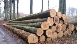 供应土耳其原木木材进口清关代理