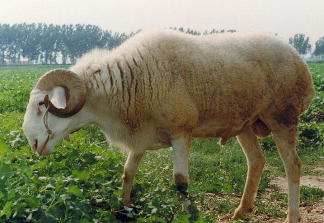 供应 小尾寒羊养殖 小尾寒羊价格 小尾寒羊养殖成本