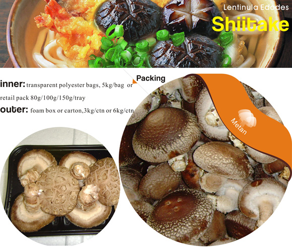 供应fresh mushroom食用菌鲜品Shiitake香菇