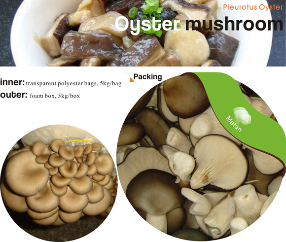 供应fresh mushroom 食用菌鲜品Oyster mushroom -平菇