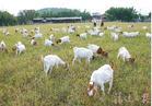 阿城区有卖羊方正县有没有卖小羊羊羔的巴彦县什么地方有波尔山羊养殖场