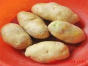 供应脱毒土豆马铃薯种子