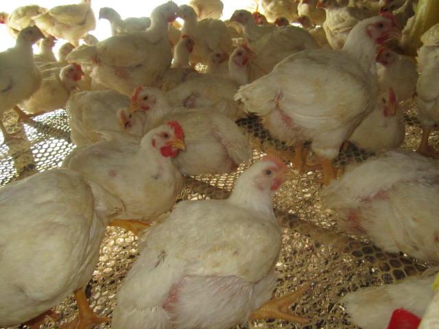 供应肉鸡养殖塑料网蛋鸡养殖塑料网雏鸡养殖塑料网