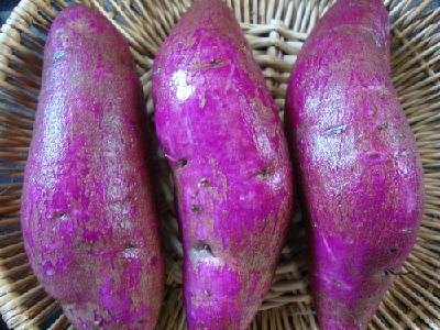 供应紫薯种子日本紫薯王