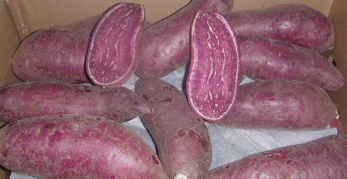 供应农科院紫薯种子美国黑薯紫薯种子种苗