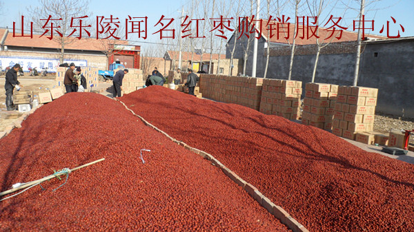 乐陵红枣基地供应大量优质乐陵金丝小枣