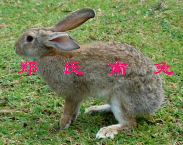 广东省茂名市信宜肉兔养殖基地