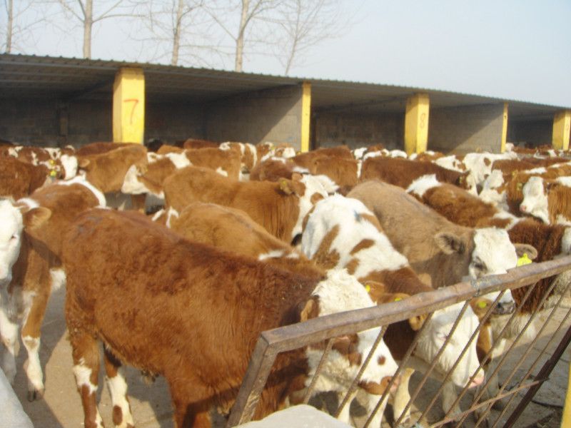 河南肉牛养殖场山西肉牛养殖场