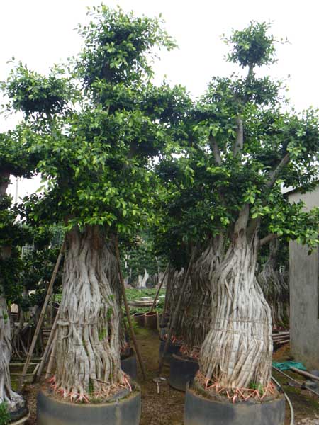 榕树盆景,小叶榕桩头,榕树价格,福建漳州榕树盆景