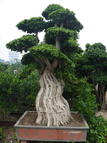 漳州精品造型榕树盆景，2019年小叶榕盆景树桩头价格