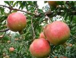 泰安较给力苹果苗 苹果苗种植指导 新苹果上市 苹果厂家直销