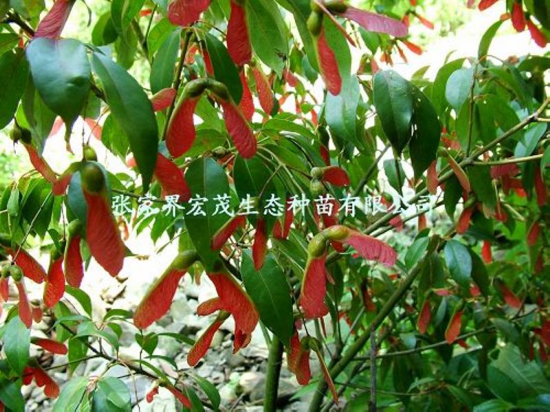 张家界地区供应红翅槭种子
