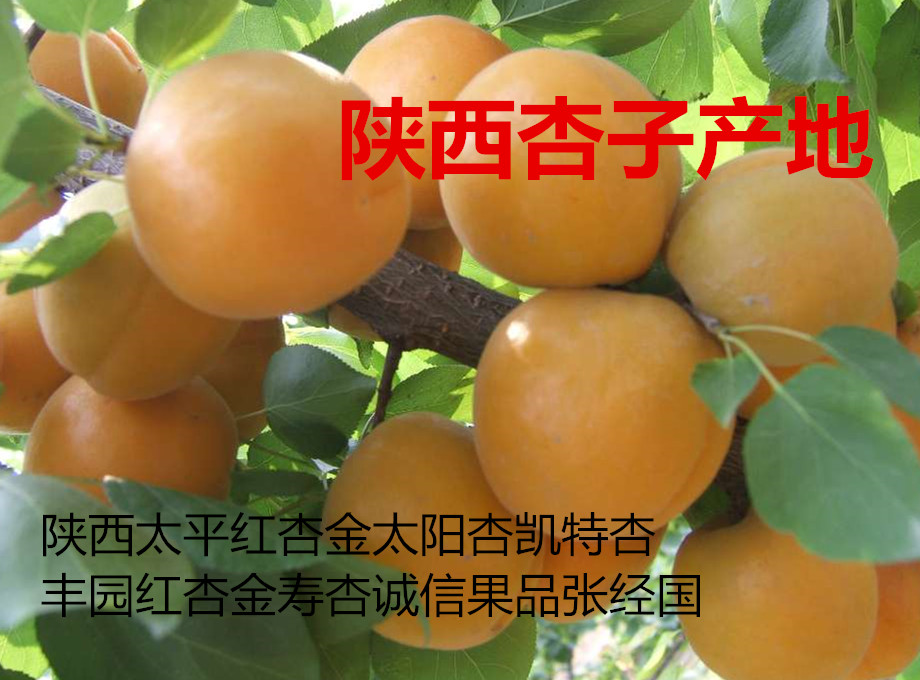 凯特杏价格陕西凯特杏批发陕西优质凯特杏种植基地