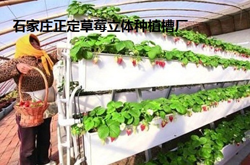 亚洲地区较大的国际草莓种植园都在使用正定草莓立体式种植槽