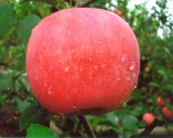 苹果苗批发 较低价出售 苹果苗品种推荐 2015较新苹果苗价格