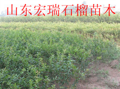 石榴树基地大量批发供应各种规格石榴苗木量大重优