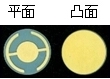 批量供应6MHZ或5MHz石英晶振片