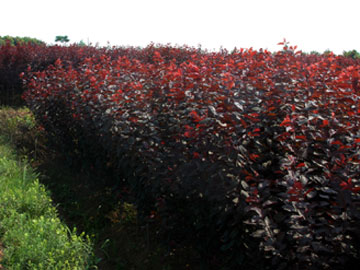 供应吉林出售长春密枝红叶李绿化苗、辽宁出售俄罗斯红叶李绿化苗