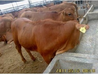 肉牛养殖行情肉牛养殖前景山东东旺肉牛养殖场