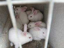 供应种兔养殖成本计算、种兔养殖行情