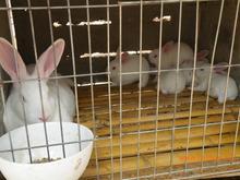 肉兔养殖技术分析种兔养殖行情新西兰种兔多少钱一只东旺种兔养殖场
