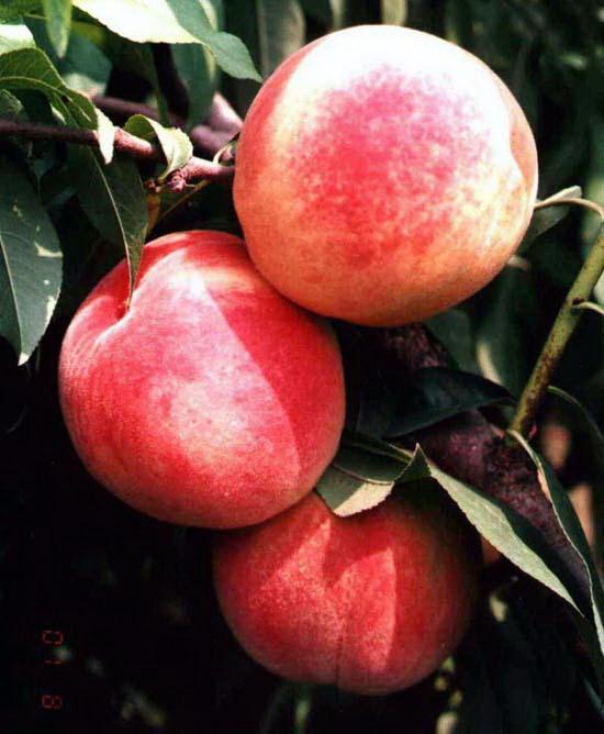 桃树管理，果树嫁接，桃树培育，