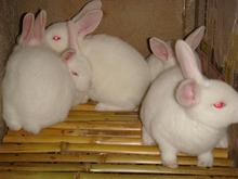 供应獭兔价格、獭兔养殖行情