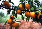 供应杏树，杏树苗，杏树苗批发，杏树苗价格