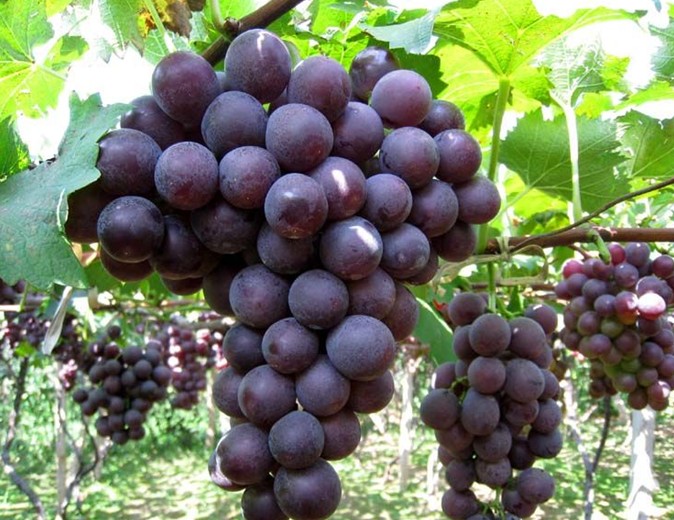 吉林省老宋葡萄苗果树苗苗木基地，出售优质葡萄苗