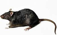 厦门专业灭鼠专业清理死鼠专业消毒除四害