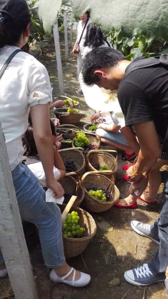 上海南汇农家乐推荐 采西瓜甜瓜 钓小龙虾 游滴水湖