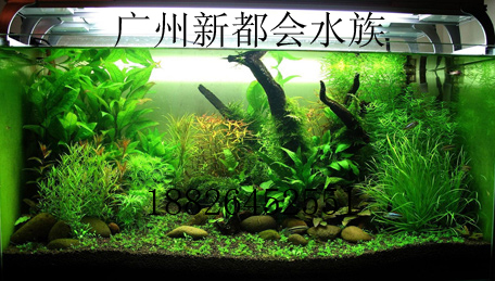 供应广州定做园林假山鱼池定做亚克力鱼缸定做大型水族工程