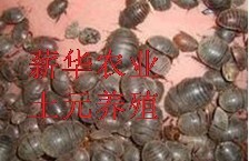 供应广州薪华农业黄粉虫养殖