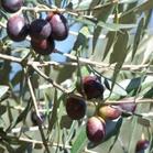 供应橄榄叶提取物 橄榄苦甙 水溶性橄榄苦甙