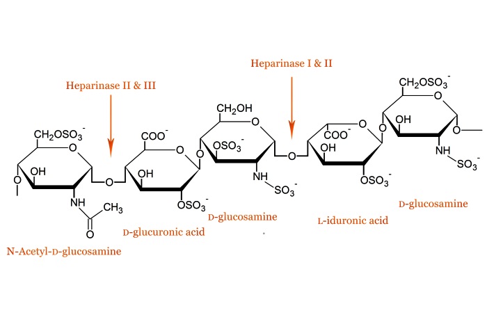 肝素酶II，来自肝素黄杆菌，现货